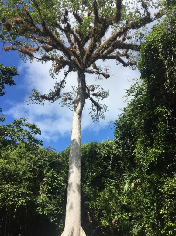 Hidden Tikal (6 of 18)