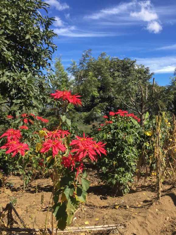 Visit Antigua Guatemala (10 of 21)