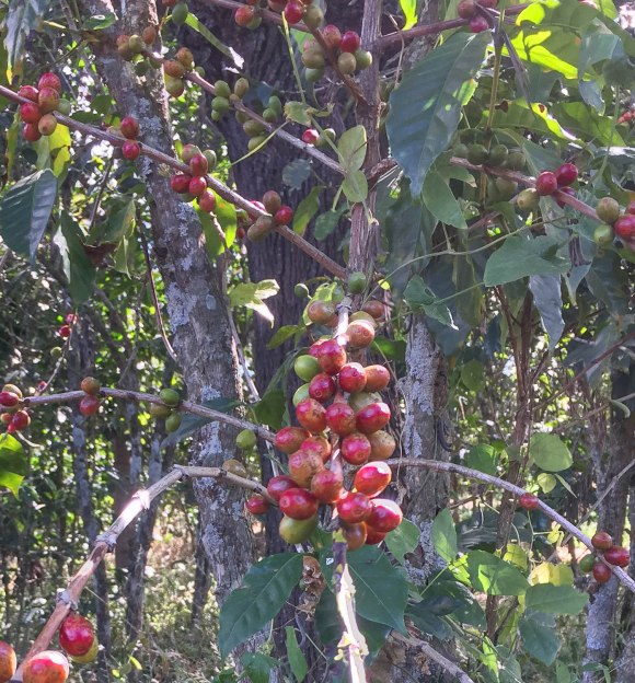 Visit Antigua Guatemala (12 of 21)