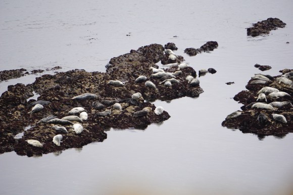 HalfMoonBay_DayTrip (12 of 12)