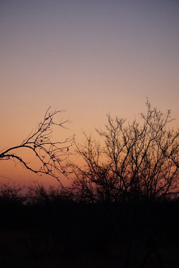 Kruger Park Safari_South_Africa (10 of 28)