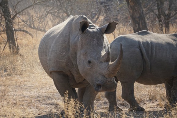 Kruger Park Safari_South_Africa (11 of 28)