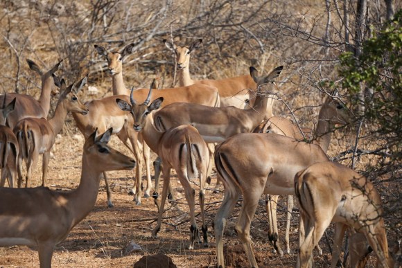 Kruger Park Safari_South_Africa (12 of 28)