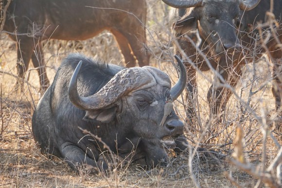 Kruger Park Safari_South_Africa (13 of 28)