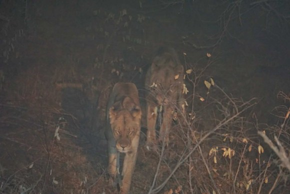 Kruger Park Safari_South_Africa (17 of 28)