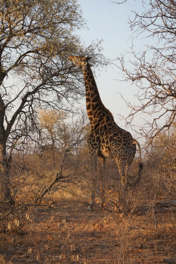 Kruger Park Safari_South_Africa (19 of 28)