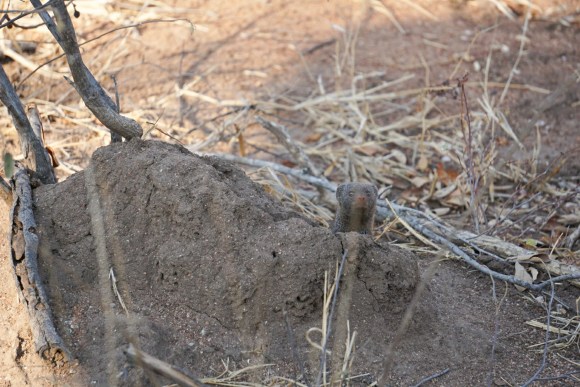 Kruger Park Safari_South_Africa (22 of 28)