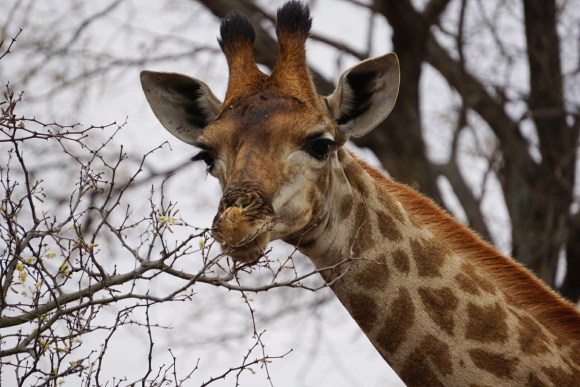 Kruger Park Safari_South_Africa (28 of 28)