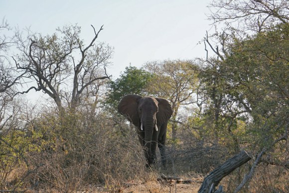Kruger Park Safari_South_Africa (5 of 28)