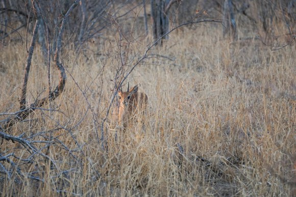 Kruger Park Safari_South_Africa (7 of 28)