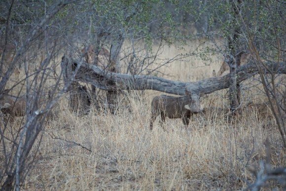 Kruger Park Safari_South_Africa (8 of 28)