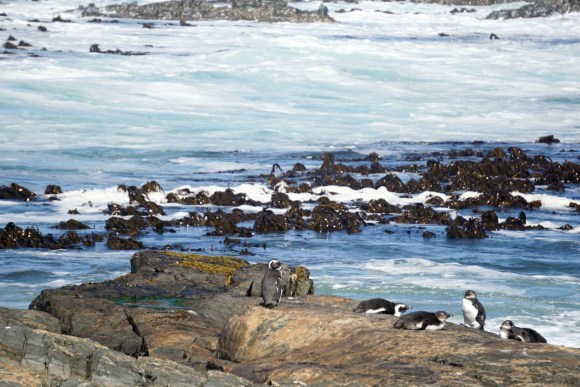 ThingToDoInCapeTown_CapeTownMarathon (2 of 26)